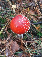 Herfstwandeling, Laag-Soeren (Ilona B)